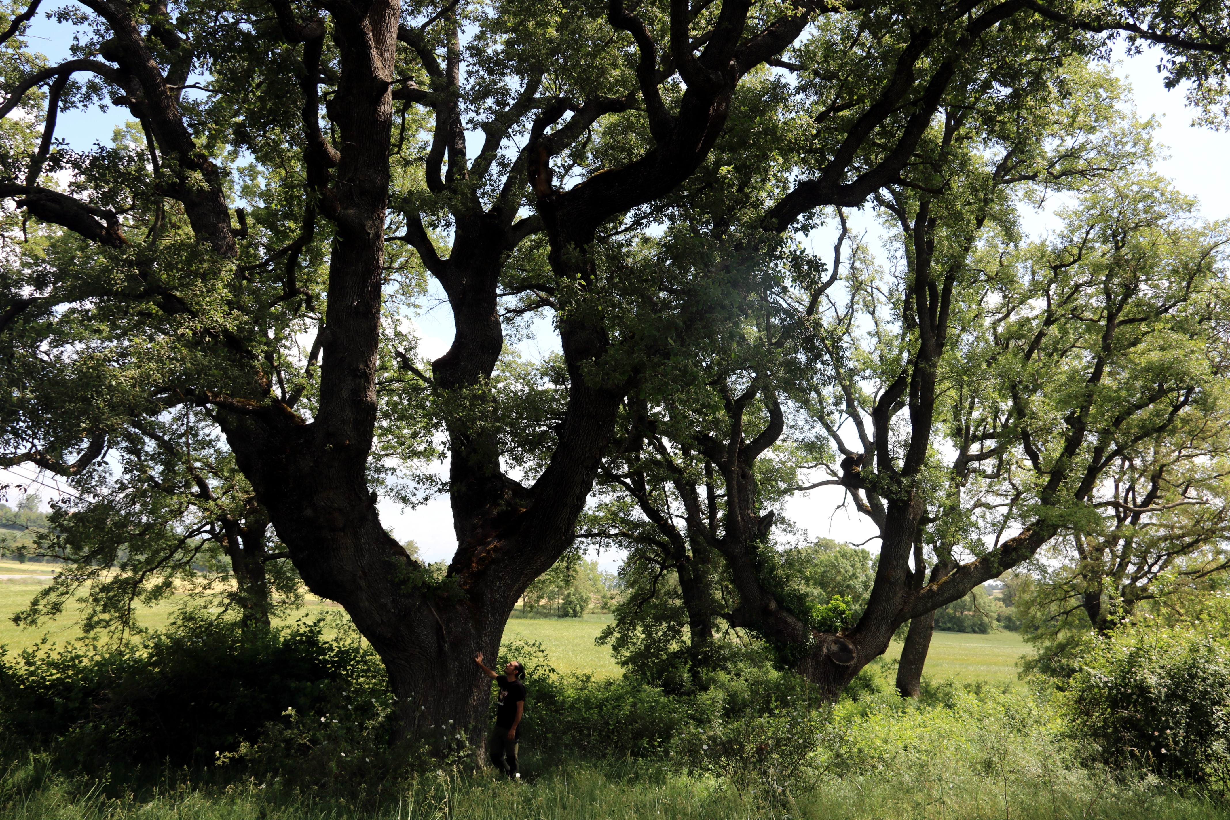 Solsonès trees (ACN/Estefania Escolà)